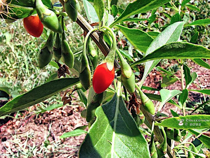 Goji 1 - FRUCTE-FRUITS