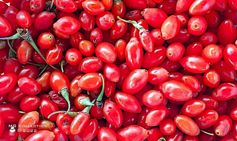 Goji - FRUCTE-FRUITS