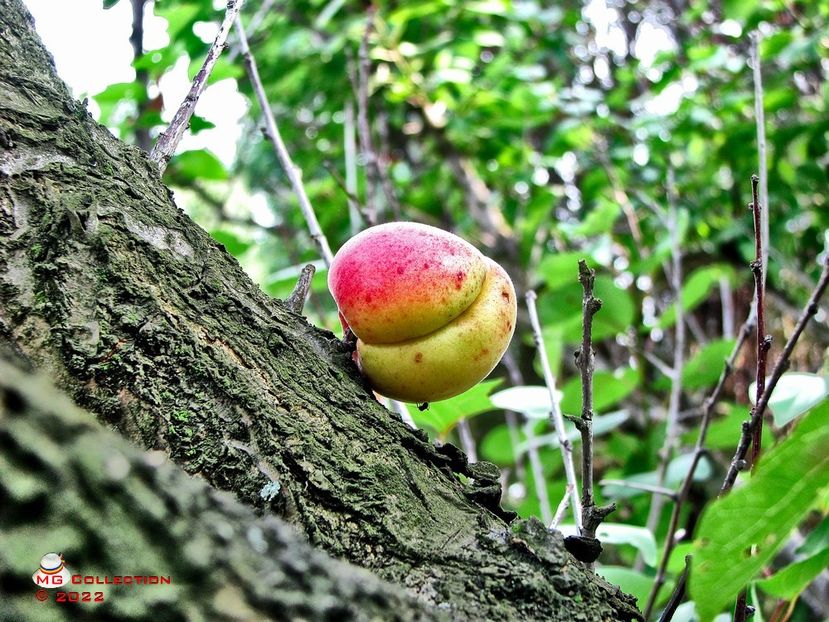 Lonely appricot - FRUCTE-FRUITS