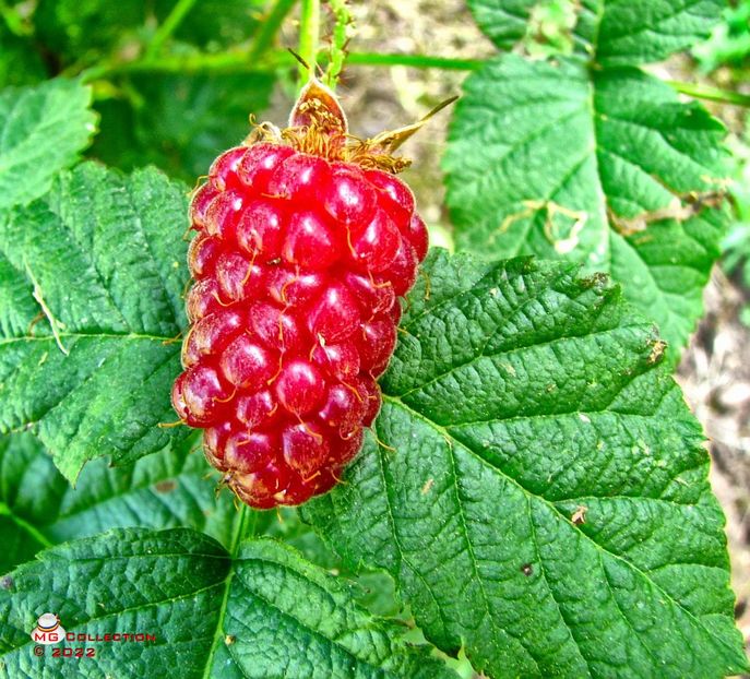 Mura-Brambleberry - FRUCTE-FRUITS