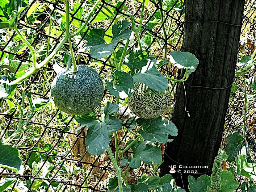 Pepeni-Melons - FRUCTE-FRUITS