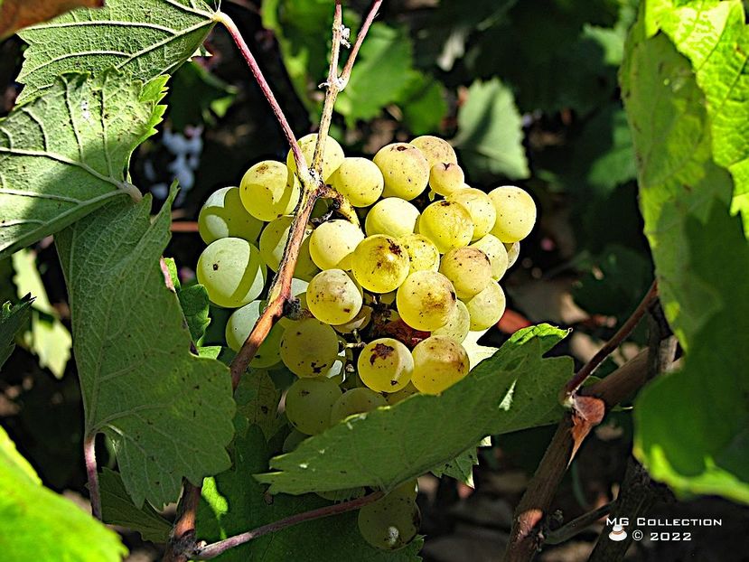 Strugure-Grape 2 - FRUCTE-FRUITS