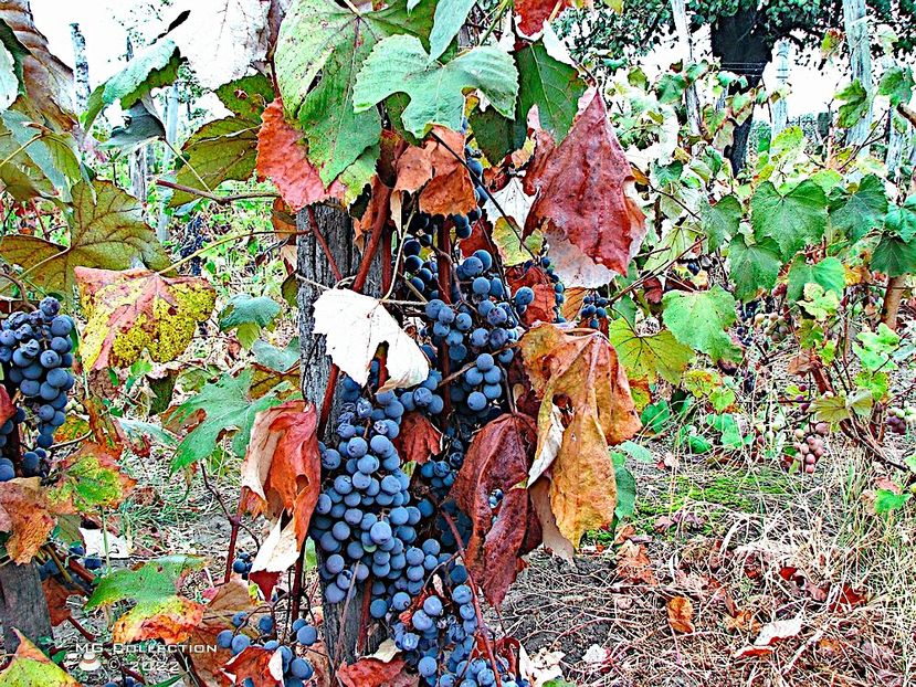 Strugure-Grape 3 - FRUCTE-FRUITS