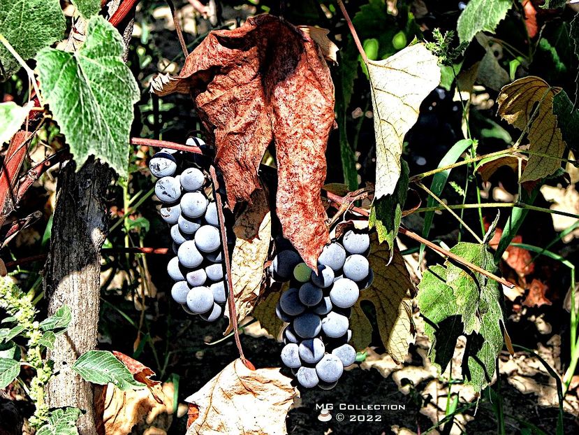 Strugure-Grape 4 - FRUCTE-FRUITS