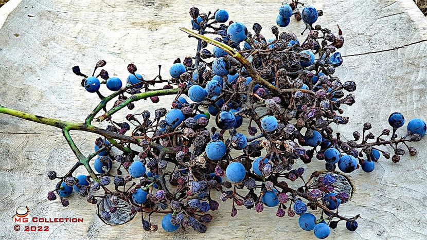 Struguri-Grapes - FRUCTE-FRUITS