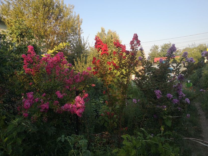  - arbori ornamentali 2022