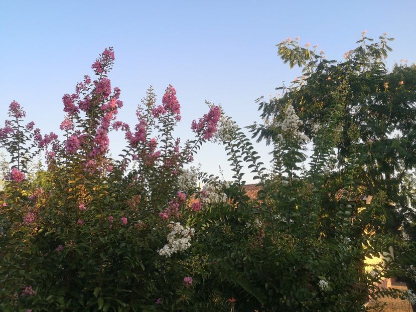  - arbori ornamentali 2022