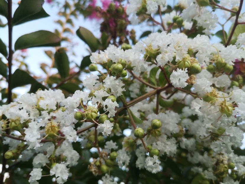  - arbori ornamentali 2022