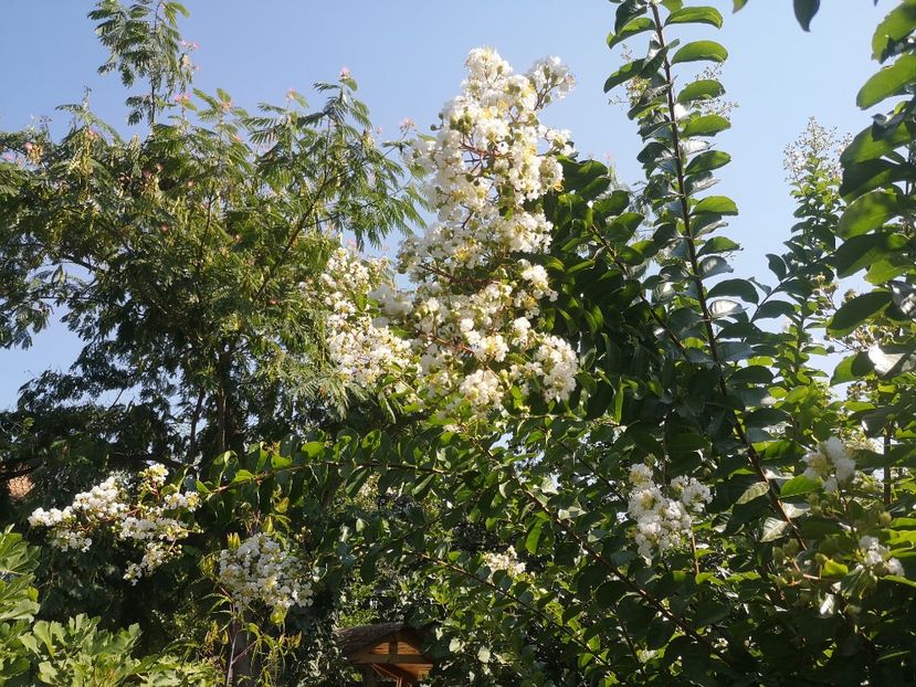  - arbori ornamentali 2022