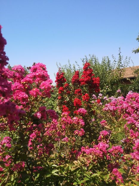  - arbori ornamentali 2022