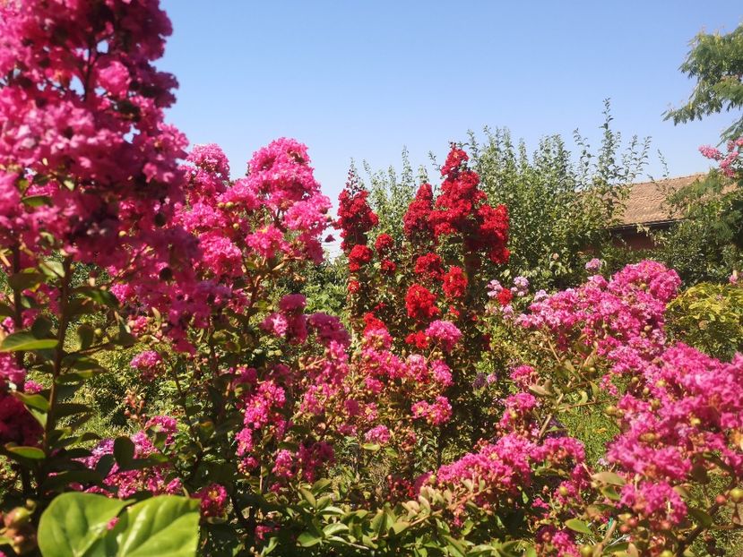  - arbori ornamentali 2022