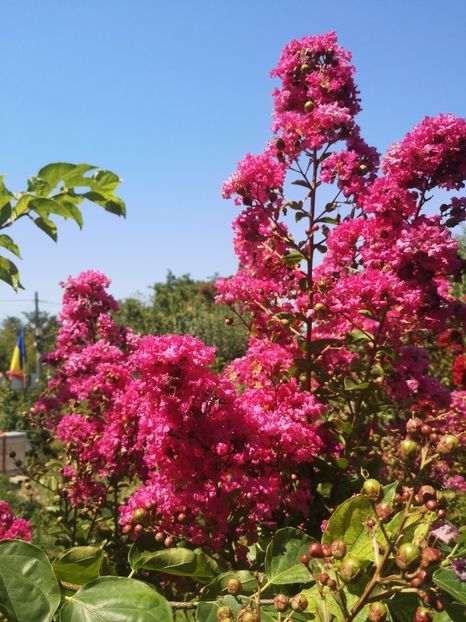  - arbori ornamentali 2022