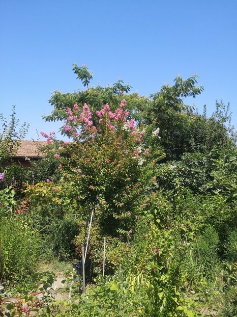  - arbori ornamentali 2022