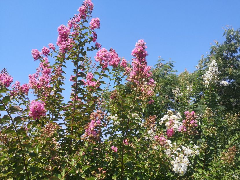  - arbori ornamentali 2022