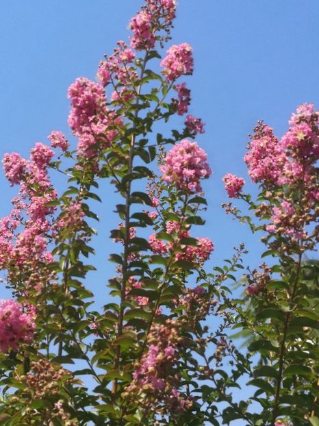  - arbori ornamentali 2022