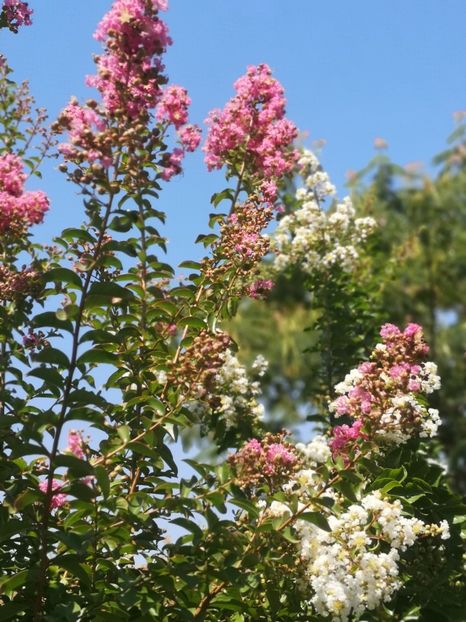  - arbori ornamentali 2022