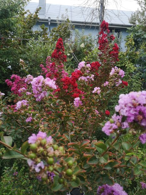  - arbori ornamentali 2022