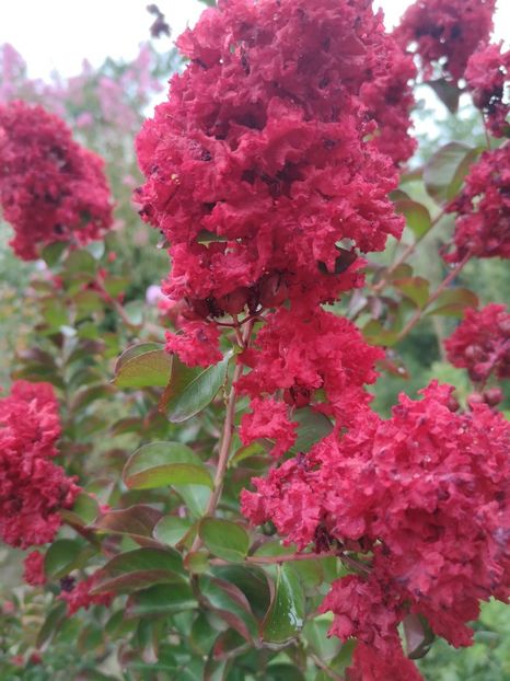  - arbori ornamentali 2022