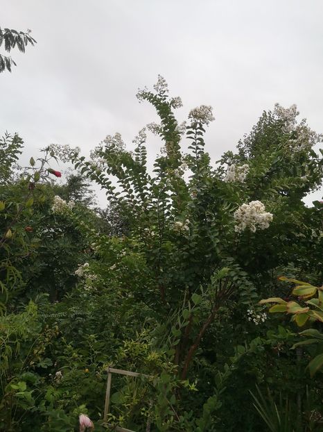  - arbori ornamentali 2022