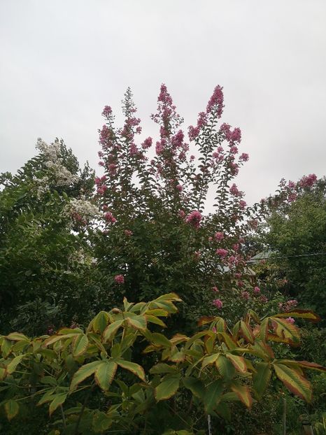  - arbori ornamentali 2022