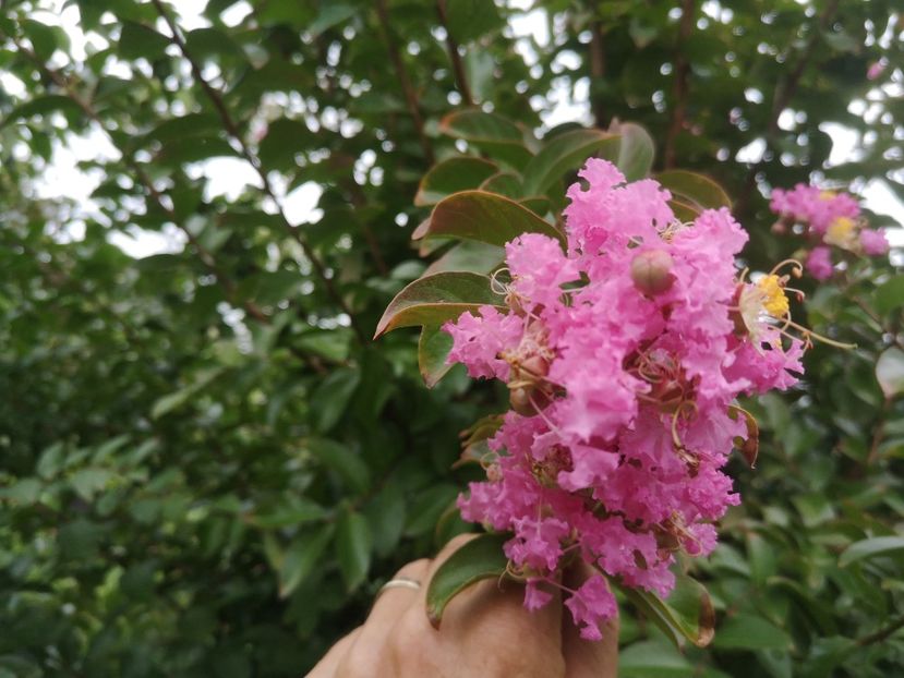  - arbori ornamentali 2022