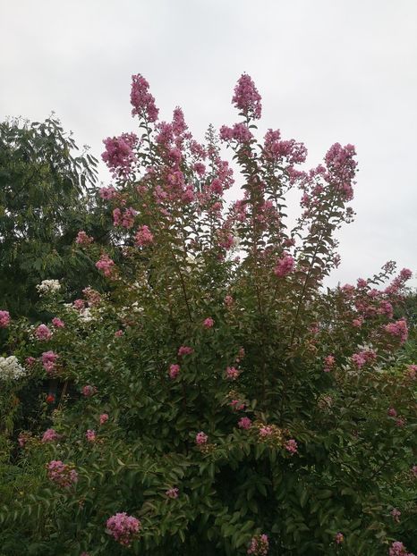 - arbori ornamentali 2022