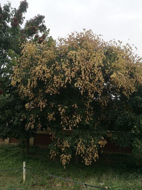  - arbori ornamentali 2022