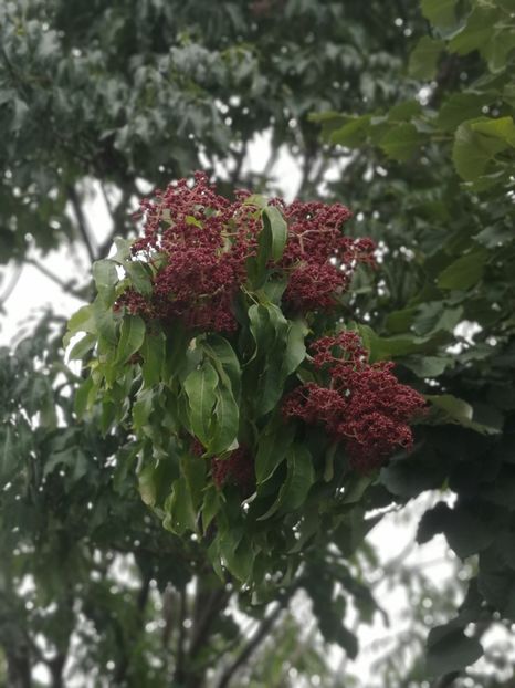  - arbori ornamentali 2022