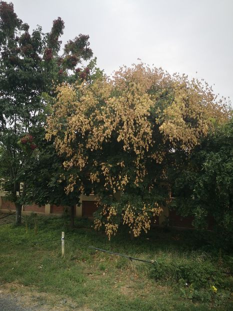  - arbori ornamentali 2022
