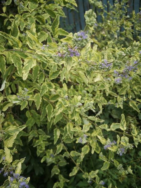 caryopteris variegat - arbori ornamentali 2022