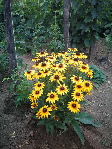  - Flori de grădină-2022