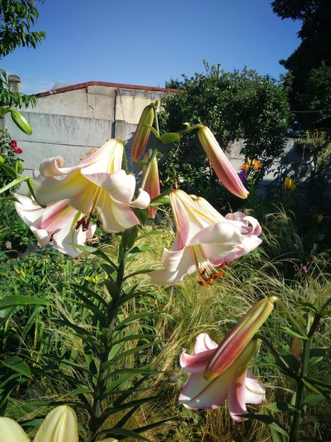  - Flori de grădină-2022