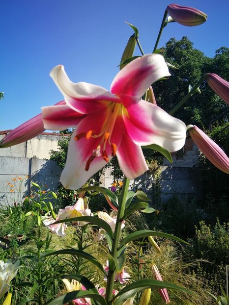  - Flori de grădină-2022