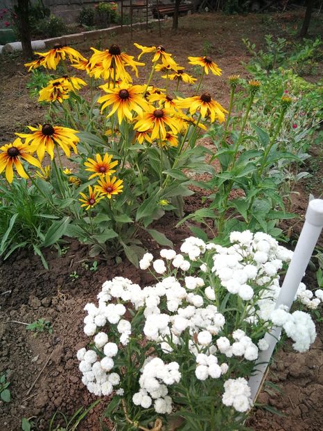  - Flori de grădină-2022