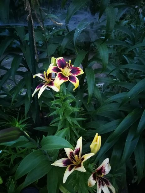  - Flori de grădină-2022