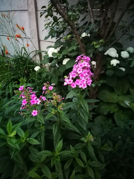  - Flori de grădină-2022