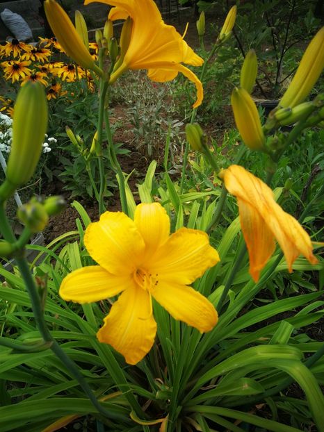  - Flori de grădină-2022