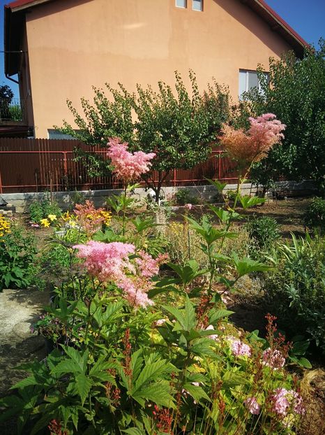  - Flori de grădină-2022