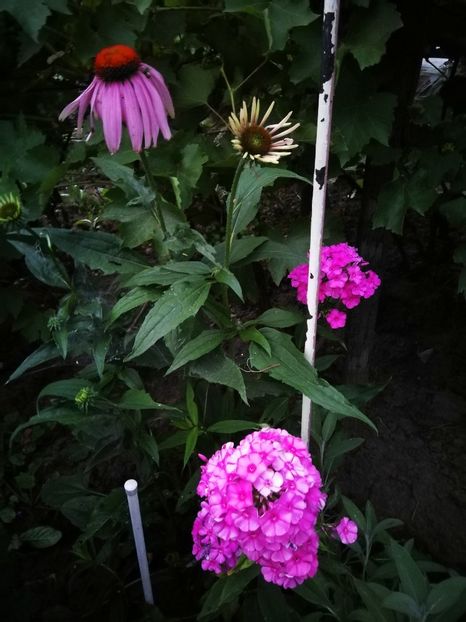  - Flori de grădină-2022