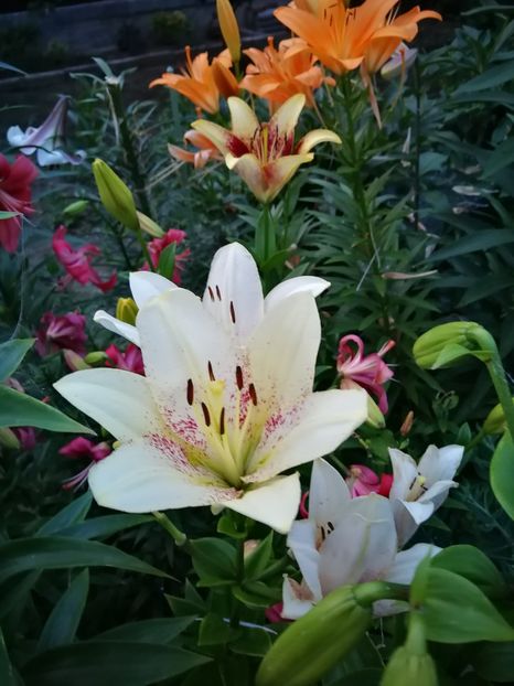  - Flori de grădină-2022