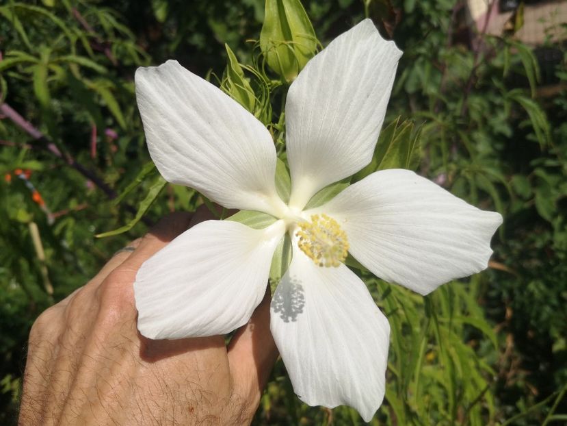 hibi coccineus alb - Gradina flori 2025