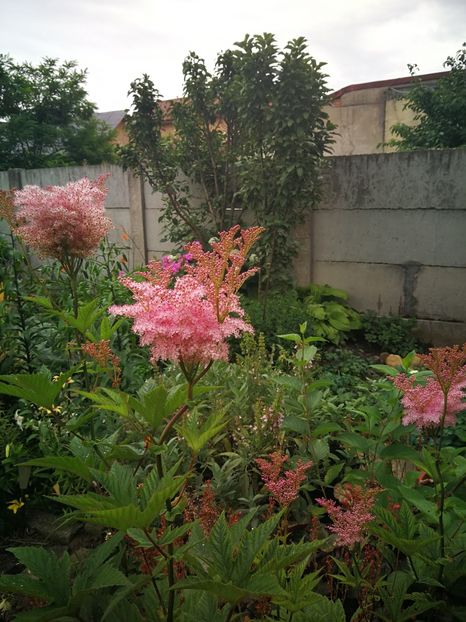  - Flori de grădină-2022