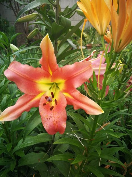  - Flori de grădină-2022