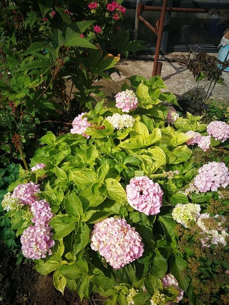  - Flori de grădină-2022