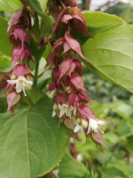 leycesteria formosa - arbori ornamentali 2022