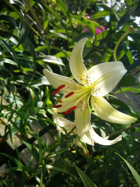  - Flori de grădină-2022