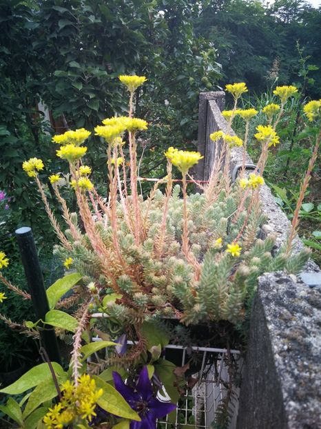  - Flori de grădină-2022