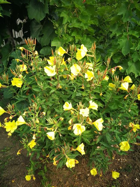  - Flori de grădină-2022