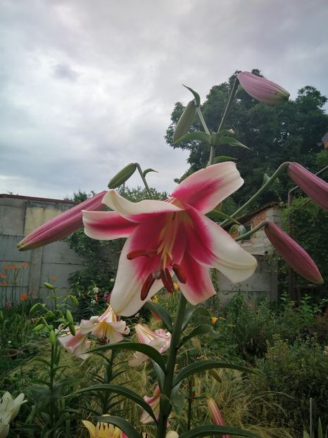  - Flori de grădină-2022