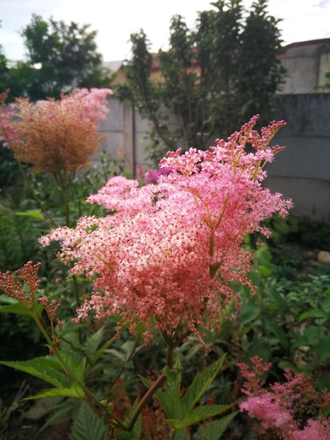  - Flori de grădină-2022